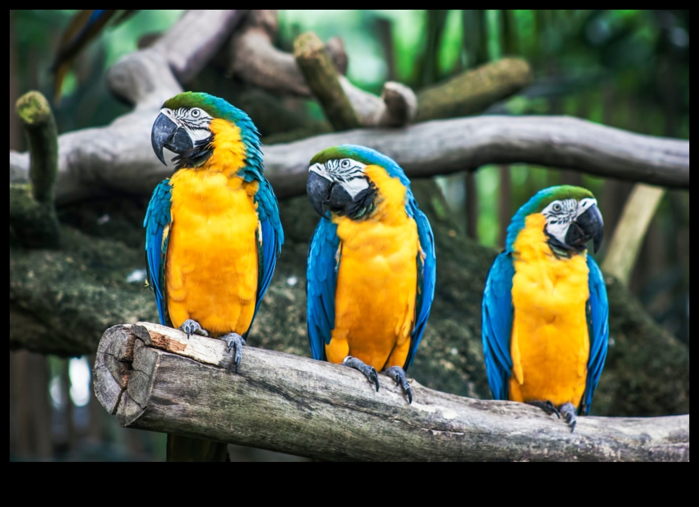 Kuşların Dili: Kuşların İletişimini Çözmek