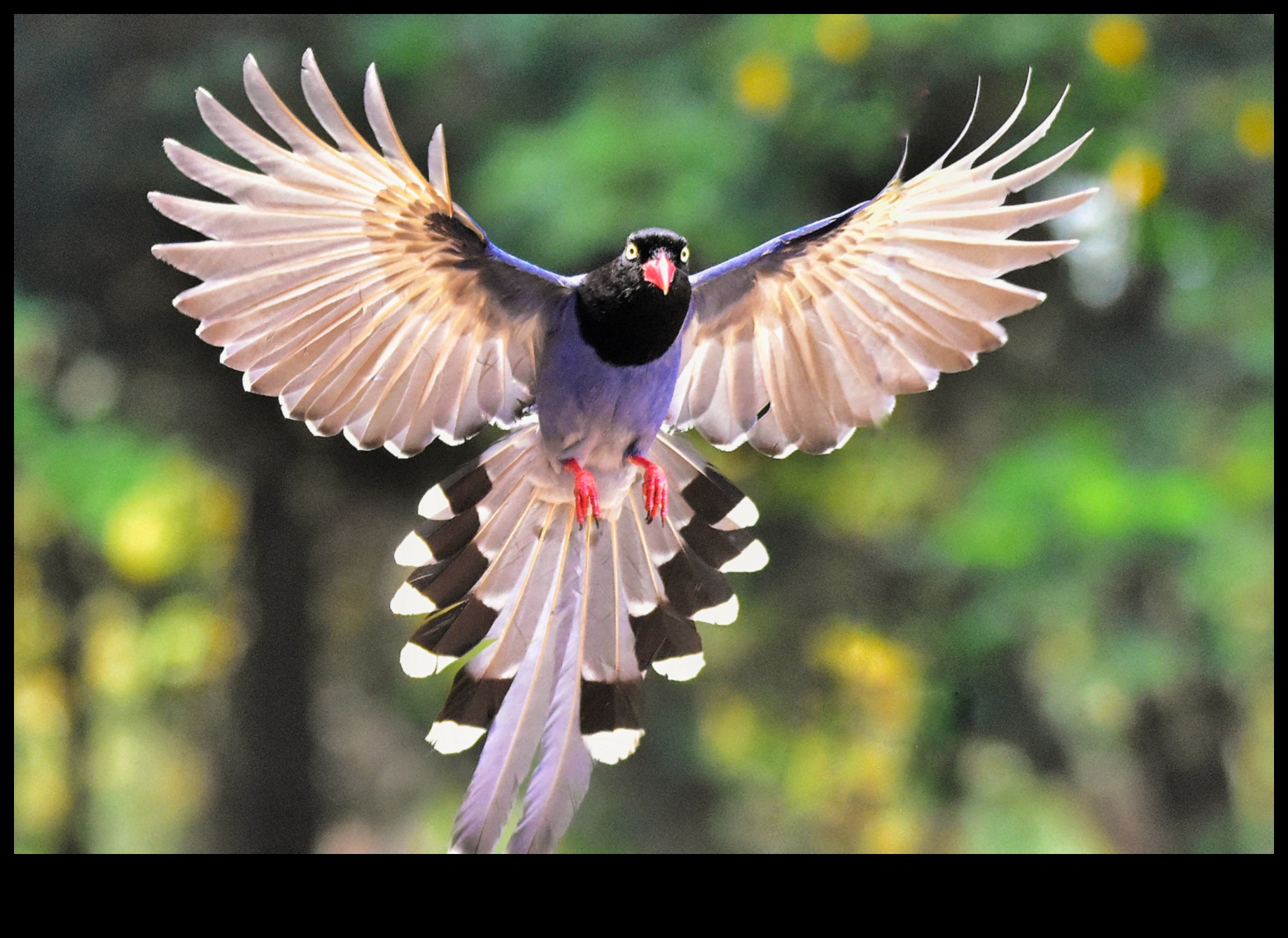 Tüylü Uçuş Okulu: Kuşlar Uçmayı Nasıl Öğrenir?