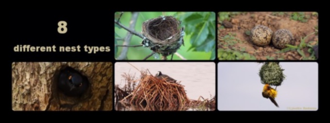 Kuş Yuvaları: Farklı Kuş Yuvası Türlerini Anlamak