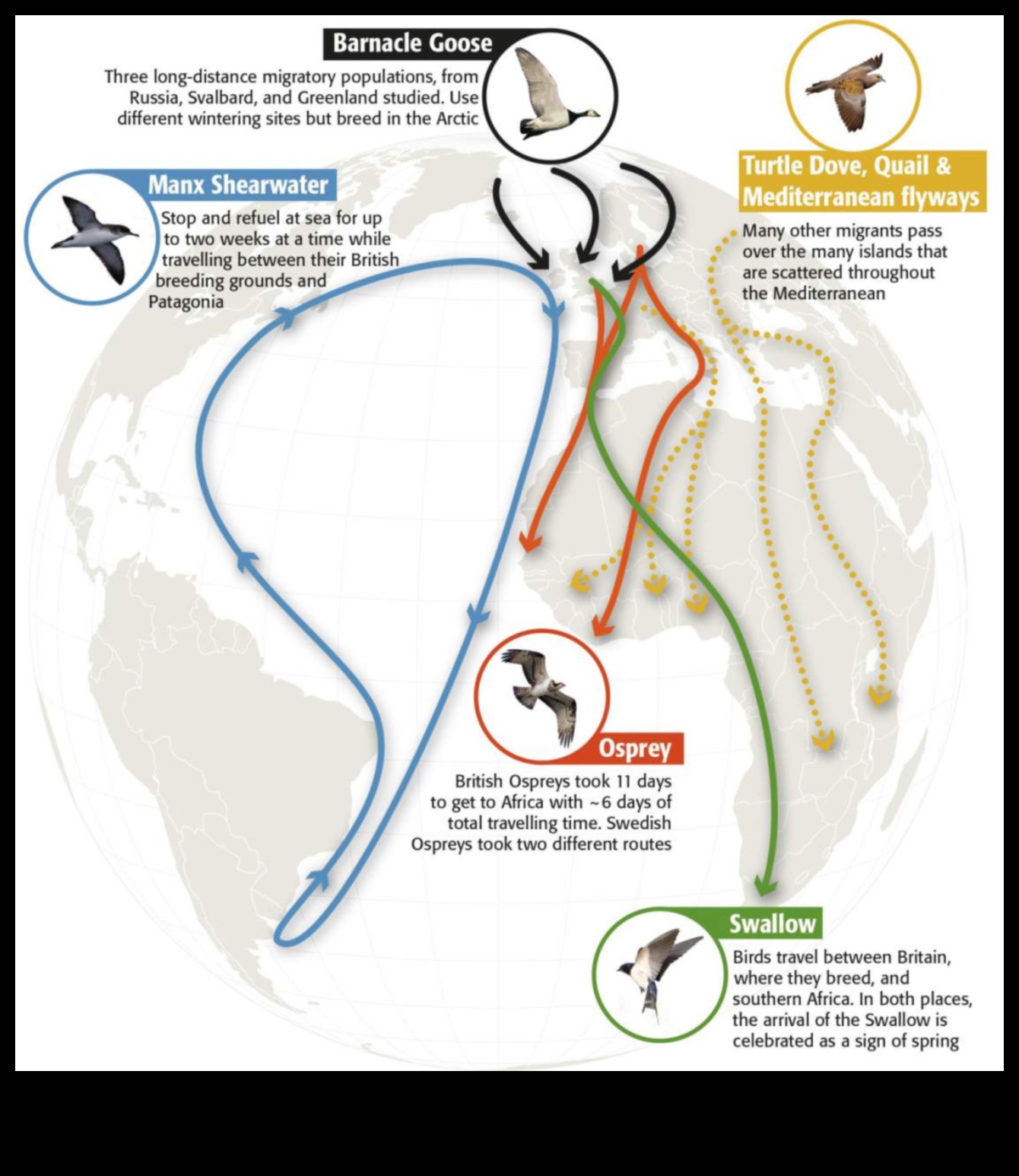 Kanatlı Gezginler: Kuş Göç Modellerini Anlamak