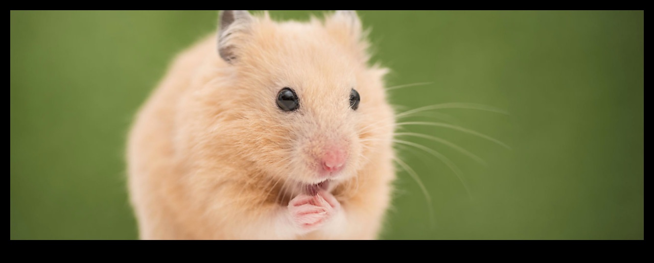 Hamster Bakım Rehberi: Evcil Hayvanınızı Bakımlı Tutmanın İpuçları