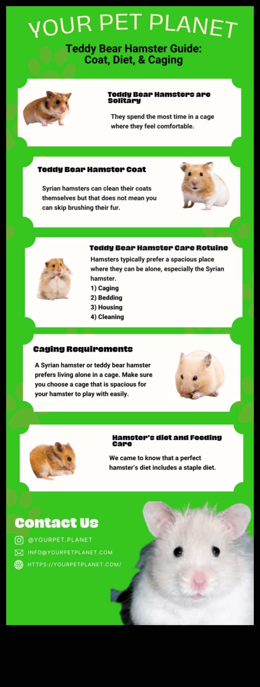 Hamster Bakım Rehberi: Evcil Hayvanınızı Bakımlı Tutmanın İpuçları