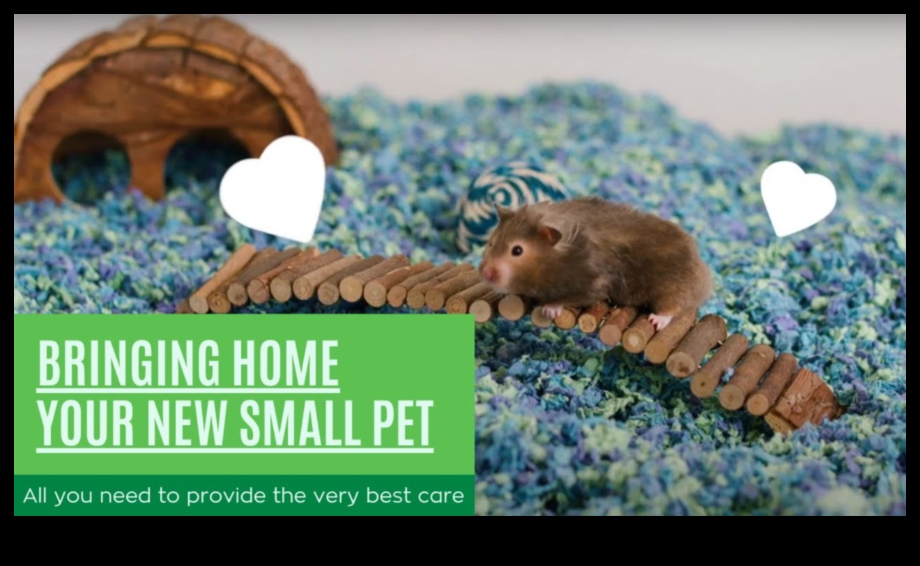 Cepte Evcil Hayvan Mükemmelliği: Küçük Kemirgenler ve Hamsterlar için Bakım İpuçları