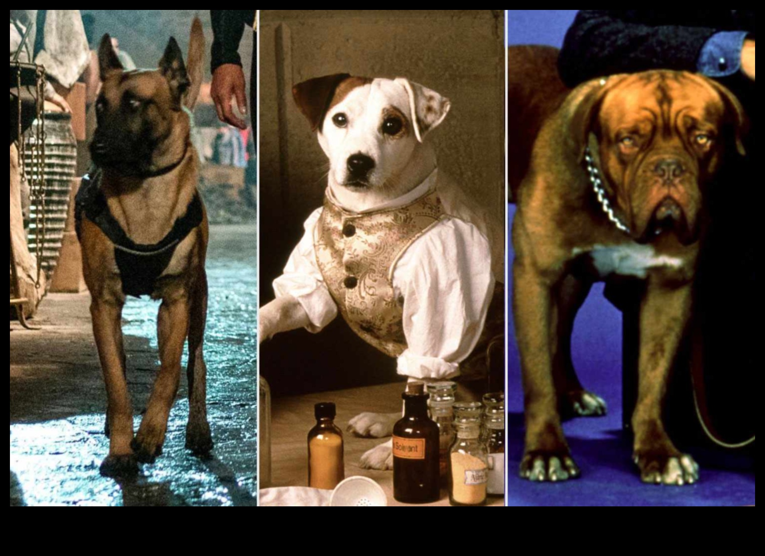 Tüylü Dostlar Filmde: Sinema Tarihinin İkonik Köpekleri