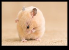Hamster Bakım Kılavuzu Evcil Hayvanınızı Bakımlı Tutmak İçin İpuçları