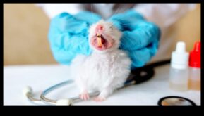 Hamster Diş Sağlığı Yaygın Diş Sorunlarını Önlüyor