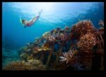 Kıyı Koruma Savaşçılarının Deniz Ekosistemlerini Koruma Çabaları