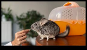 Küçük Kemirgenler ve Hamsterler için Cep Hayvanı Mükemmel Bakım İpuçları