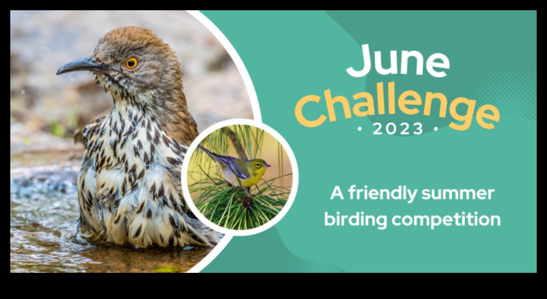 Kuş Gözlemciliği Yarışmaları Devam Ediyor: Kendini Özel Kuş Gözlemcileri için Heyecan Verici Zorluklar