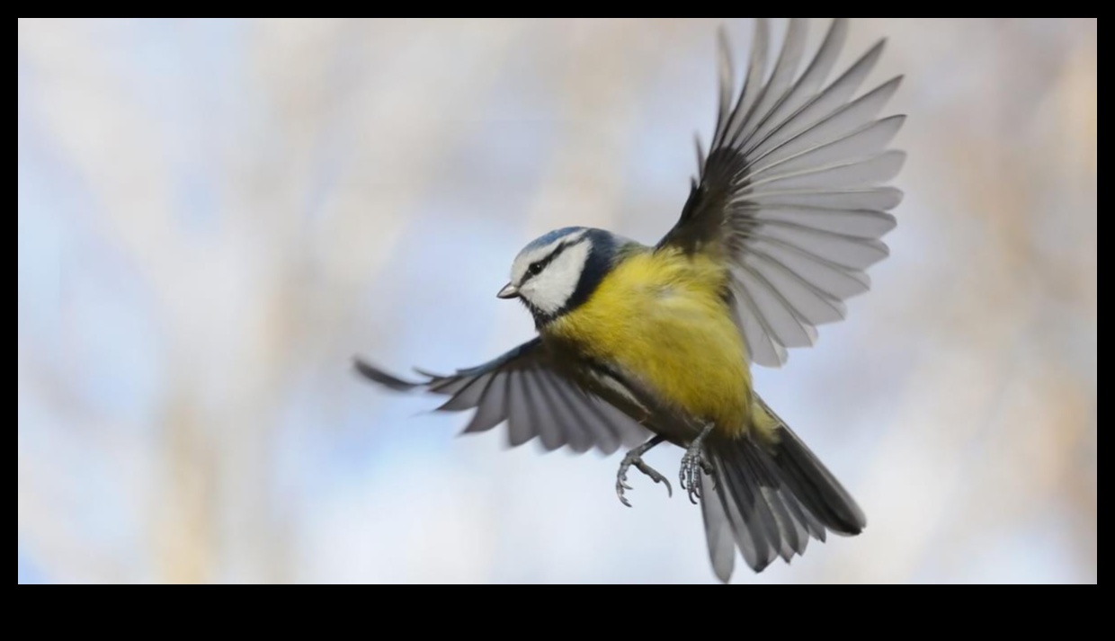 Tüylü Uçuş Okulu: Kuşlar Uçmayı Nasıl Öğrenir?
