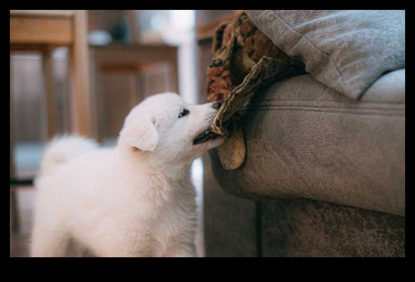 Köpek Kanıtı: Yeni yavrularınız için güvenli bir ev yaratmak