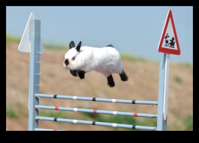 Bunny Olimpiyatları: Tavşanlar için Eğlence ve Oyunlar