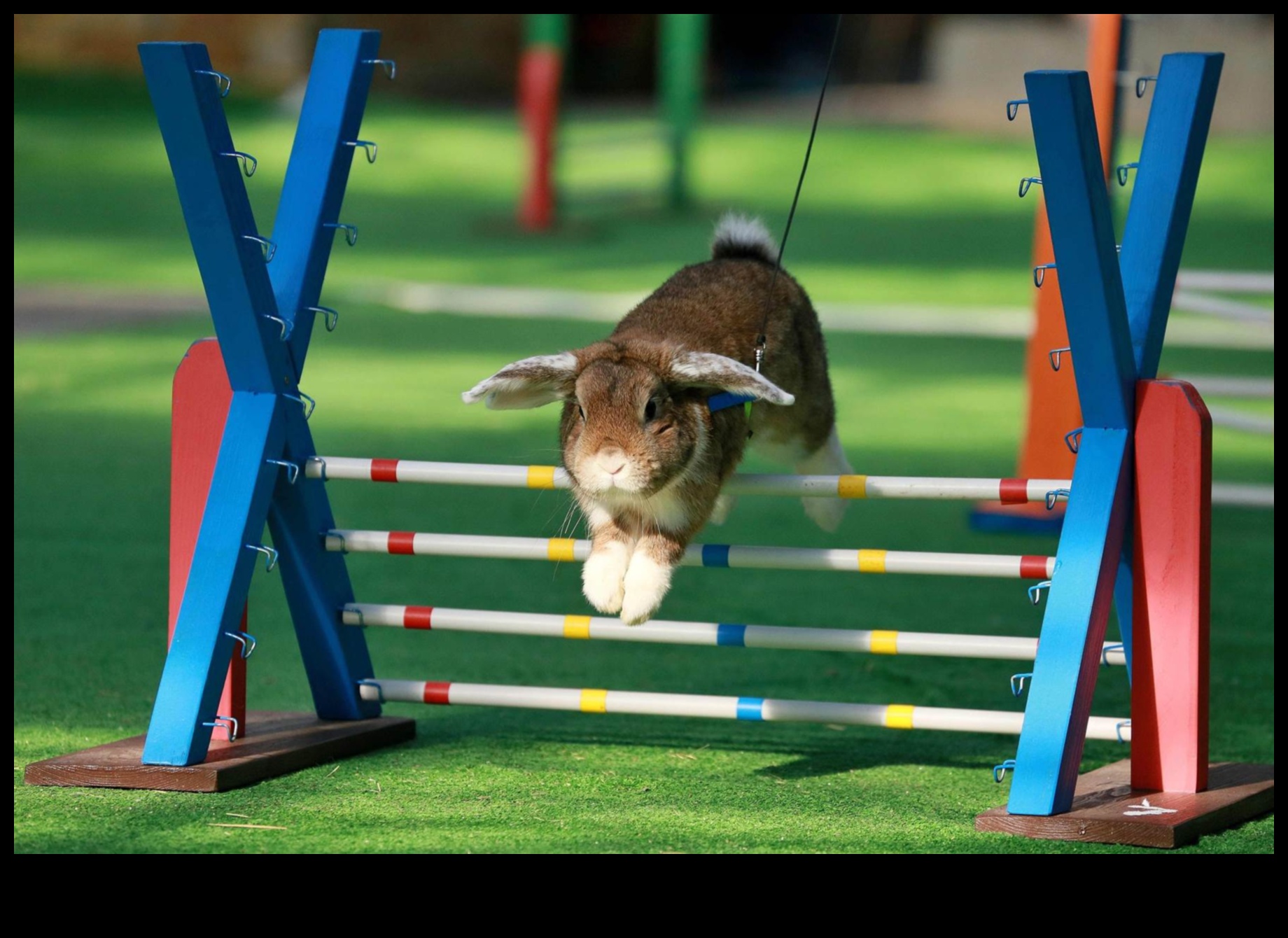 Bunny Olimpiyatları: Tavşanlar için Eğlence ve Oyunlar