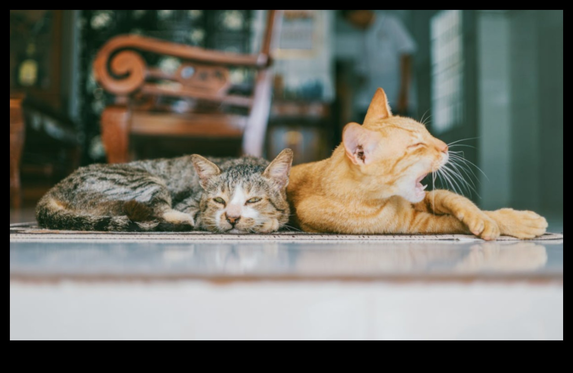 Pençelerden bıyıklara kadar: Kedi iletişimini kodlamak